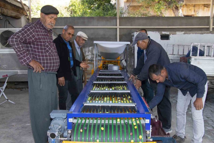 Boylama Makinesi Zeytin Üreticisinin Yüzünü Güldürüyor