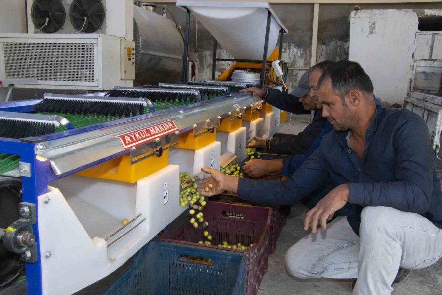 Boylama Makinesi Zeytin Üreticisinin Yüzünü Güldürüyor