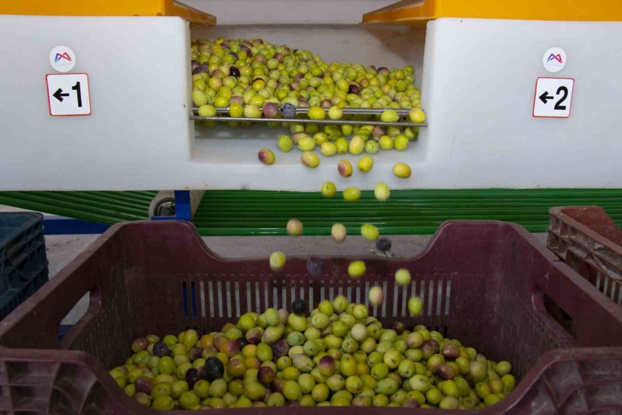 Boylama Makinesi Zeytin Üreticisinin Yüzünü Güldürüyor