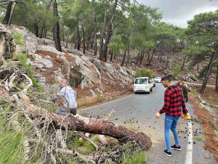 Devrilen Ağaç Yolu Ulaşıma Kapattı