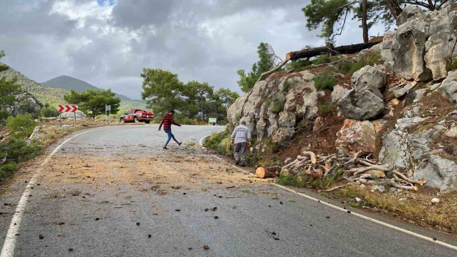 Devrilen Ağaç Yolu Ulaşıma Kapattı