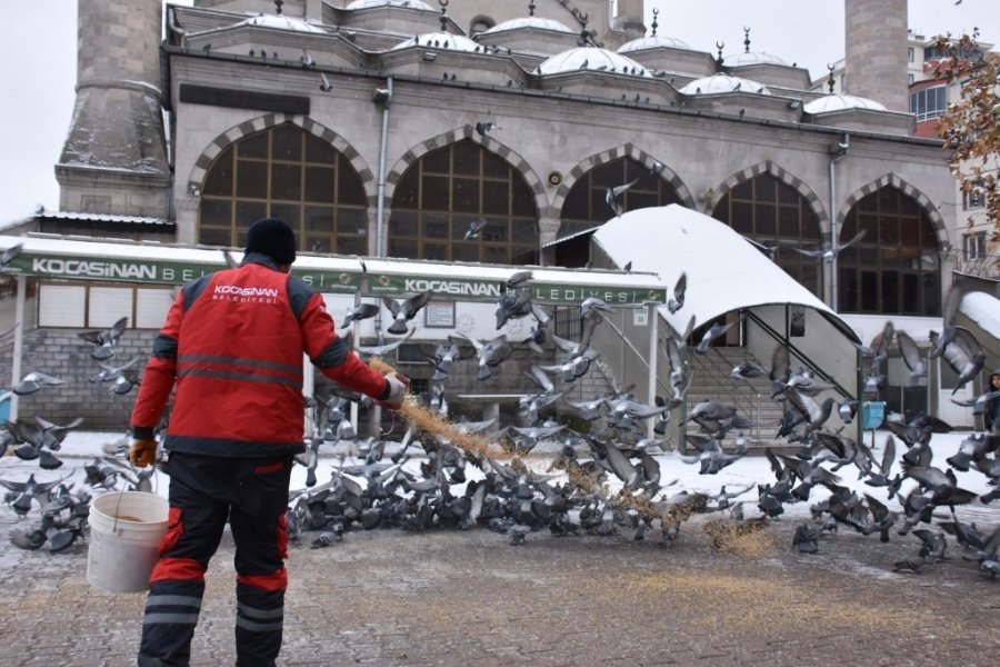 Kocasinan’dan Kış Mevsimi Boyunca Sokak Ve Yaban Hayvanları İçin 18 Ton Yem