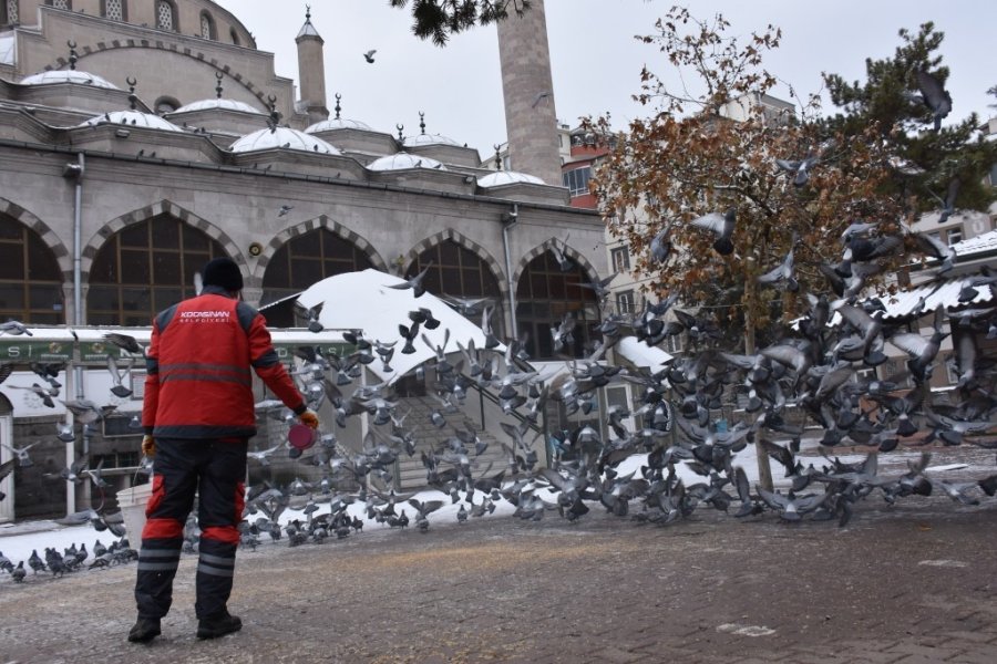 Kocasinan’dan Kış Mevsimi Boyunca Sokak Ve Yaban Hayvanları İçin 18 Ton Yem