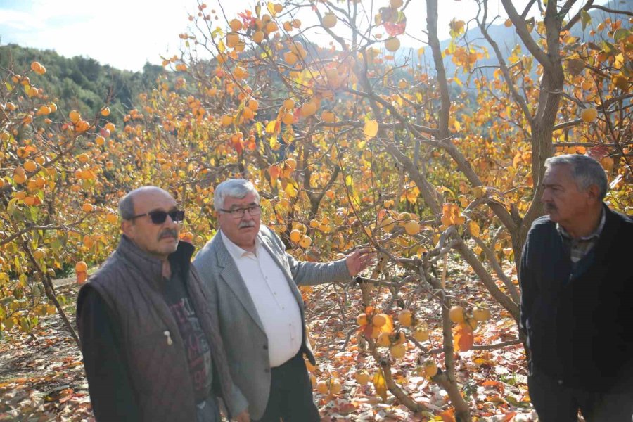 Dolu Trabzon Hurması Bahçelerini Vurdu