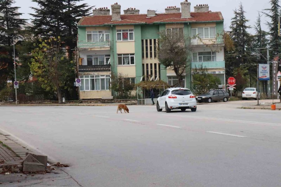 Yol Ortasında Bekleyen Köpek Sürücülere Zor Anlar Yaşattı