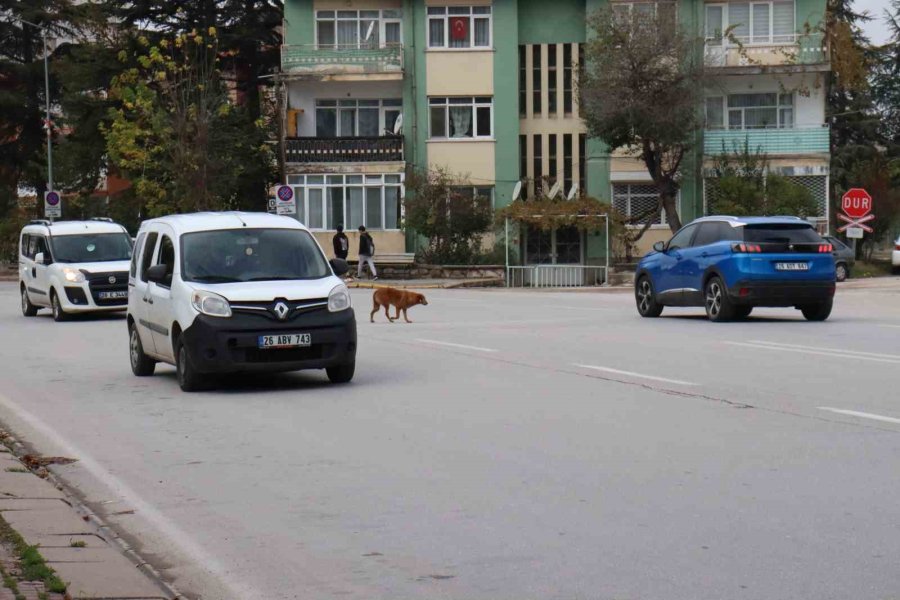 Yol Ortasında Bekleyen Köpek Sürücülere Zor Anlar Yaşattı