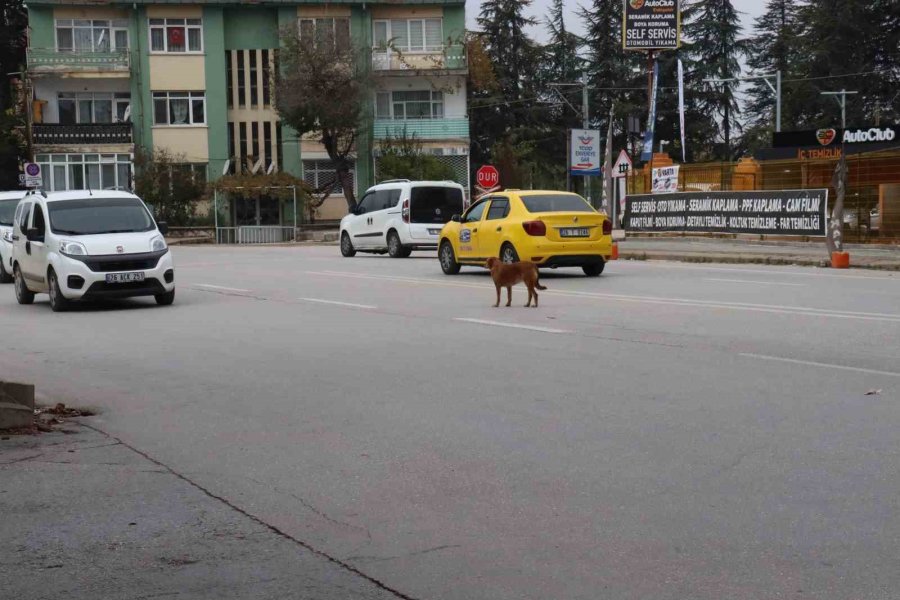 Yol Ortasında Bekleyen Köpek Sürücülere Zor Anlar Yaşattı