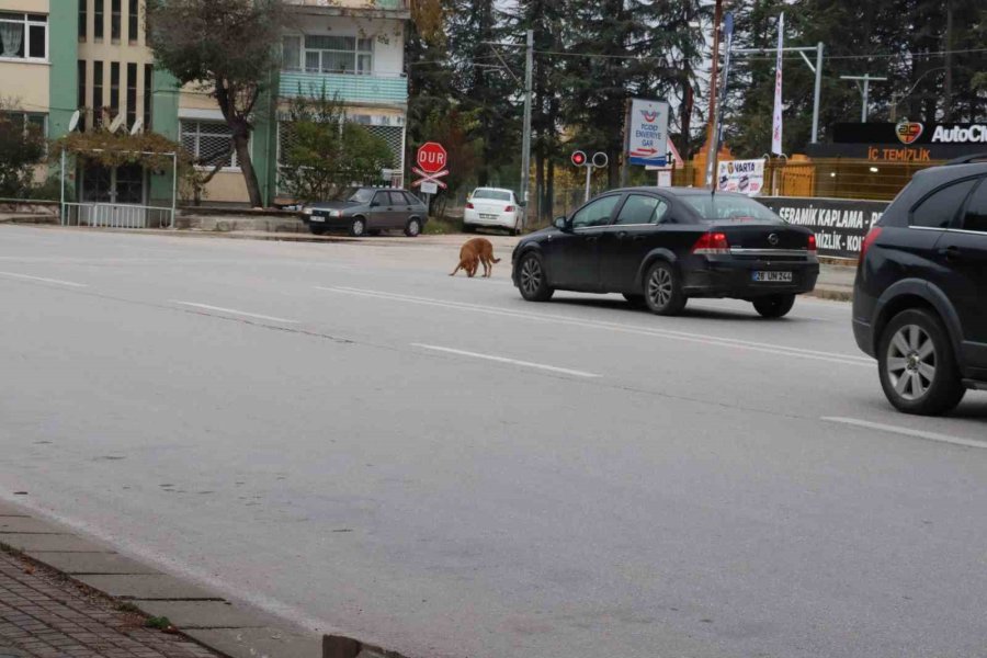 Yol Ortasında Bekleyen Köpek Sürücülere Zor Anlar Yaşattı