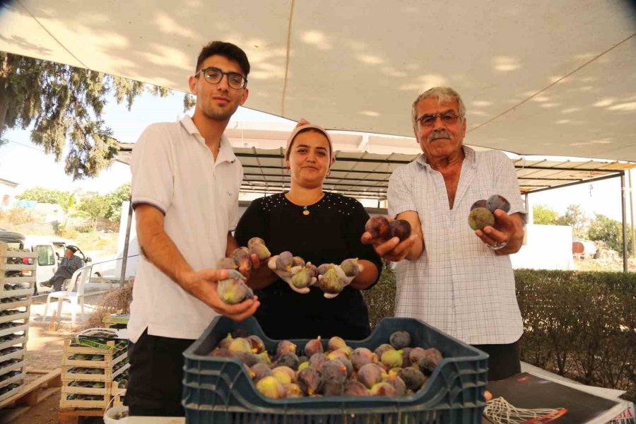 Akdenizli İncir Üreticilerine Bilimsel Destek