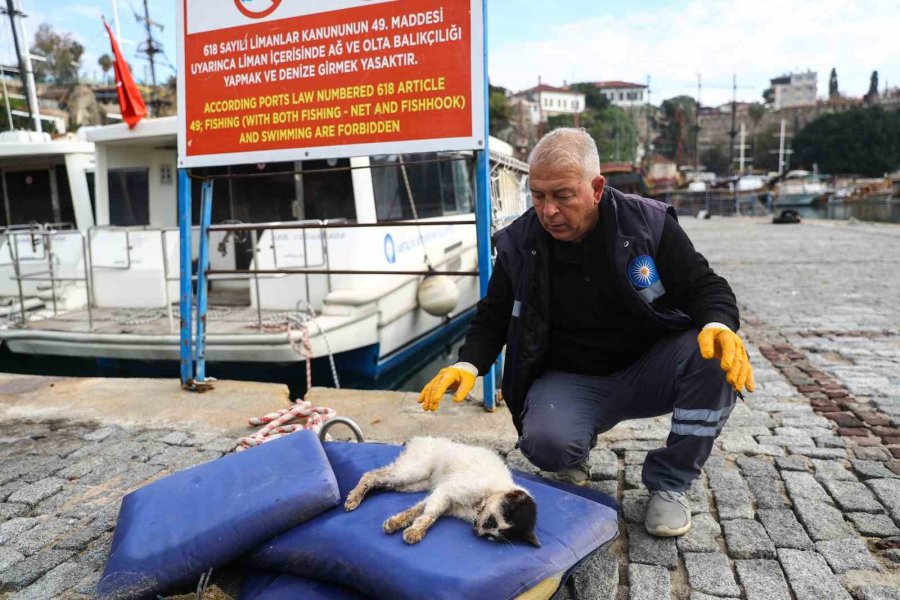 Hafriyat Altına Sıkışan Kedi Kalp Masajı Uygulanarak Hayata Döndürüldü