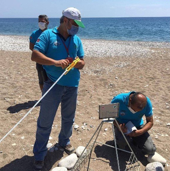 Antalya’da 2023 Yılında 144 Bin 334 Yavru Caretta Caretta Denizle Buluştu