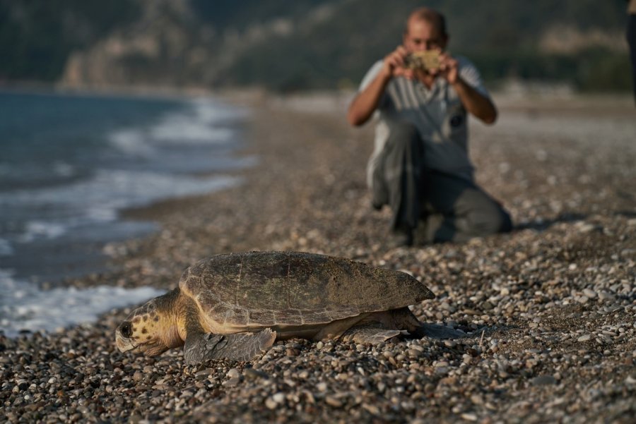 Antalya’da 2023 Yılında 144 Bin 334 Yavru Caretta Caretta Denizle Buluştu