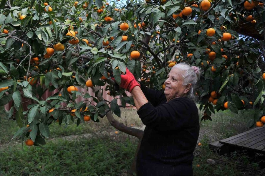 Çocukları Gibi Baktığı Bahçesindeki Meyvelerini Yetim Ve Öksüz Çocuklara Gönderiyor