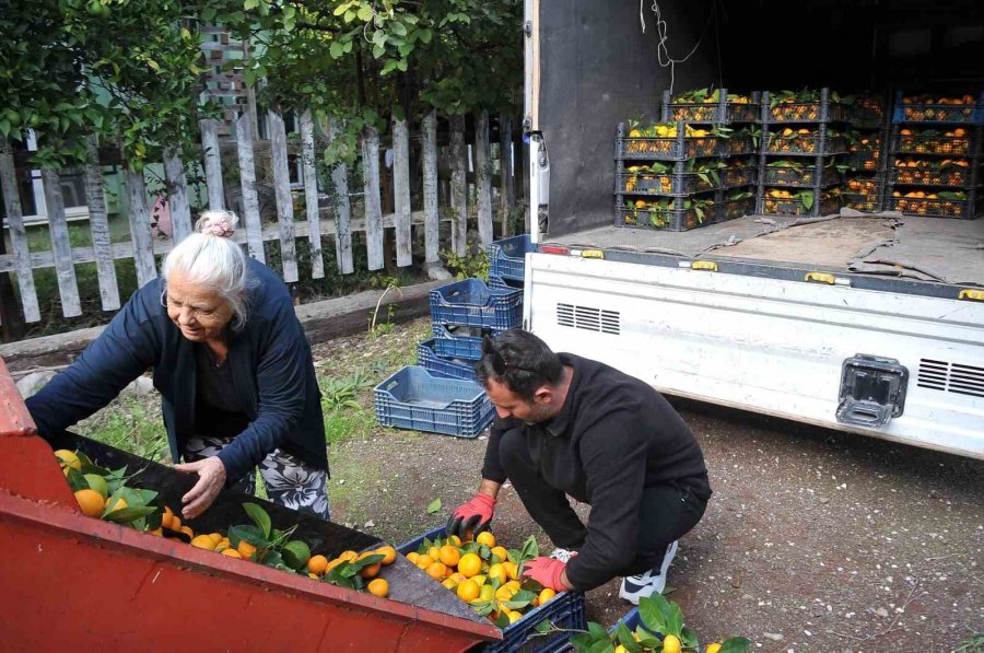 Çocukları Gibi Baktığı Bahçesindeki Meyvelerini Yetim Ve Öksüz Çocuklara Gönderiyor