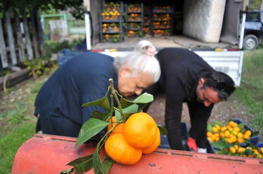 Çocukları Gibi Baktığı Bahçesindeki Meyvelerini Yetim Ve Öksüz Çocuklara Gönderiyor