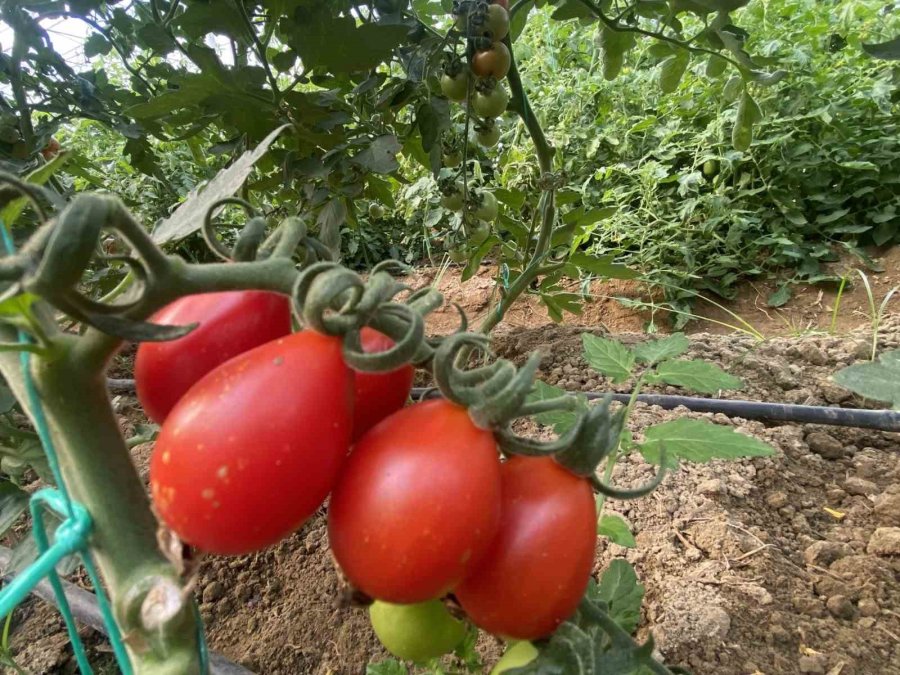 Yerli Ve Milli 50 Çeşit Hibrit Tohumu 35 Ülkeye İhraç Ediyor