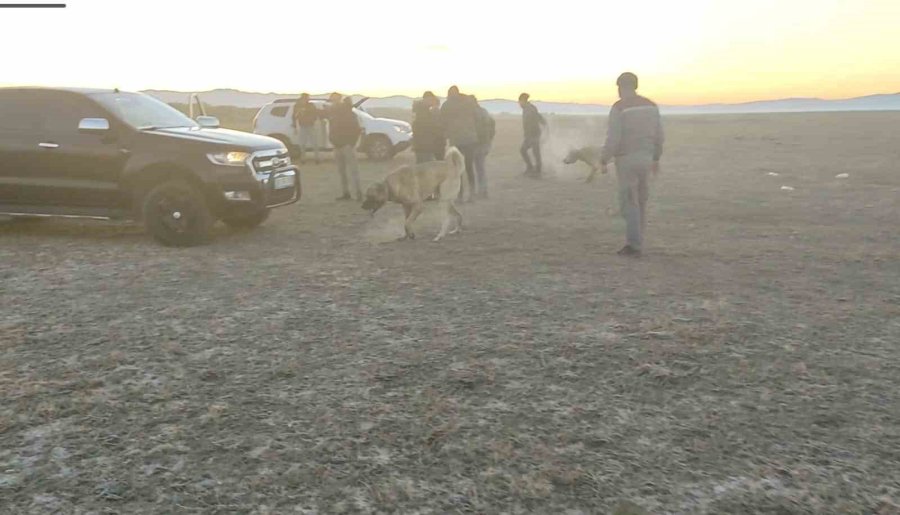 Köpek Dövüştürerek Bahis Oynayanlara Suçüstü