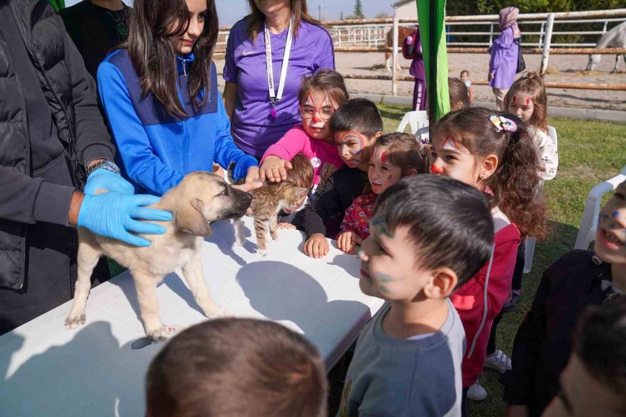 12 Bin 871 Sokak Hayvanı Sahiplendirildi