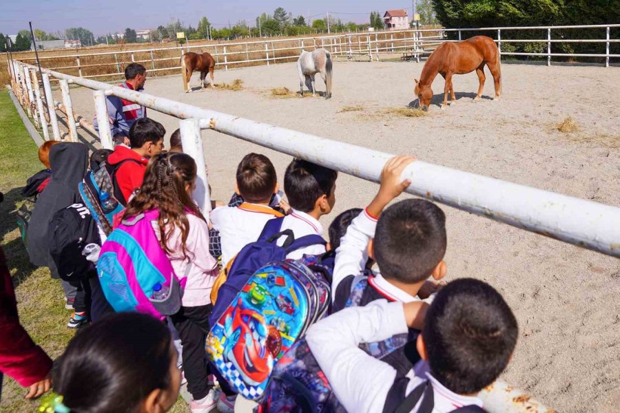 12 Bin 871 Sokak Hayvanı Sahiplendirildi