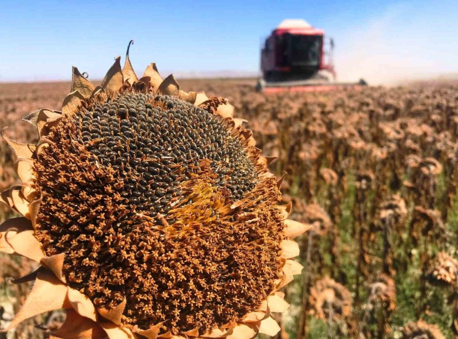 Tarım Başkenti Konya, 13 Üründe Üretim Miktarı Olarak Türkiye’de İlk Sırada