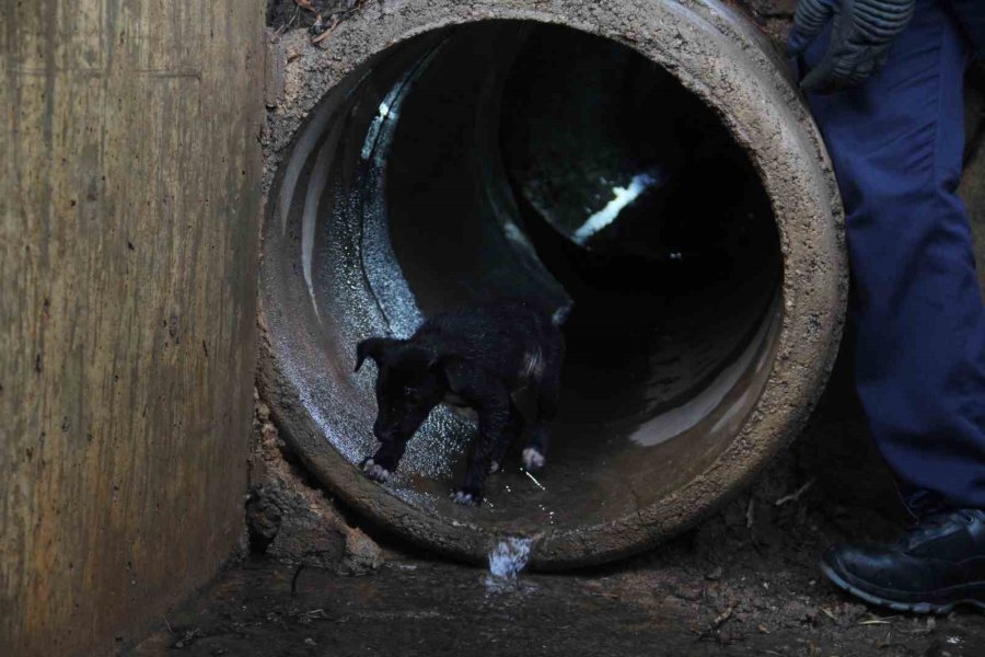 İtfaiye Erinden Su Borusundaki Köpeğe Kahramanca Kurtarış