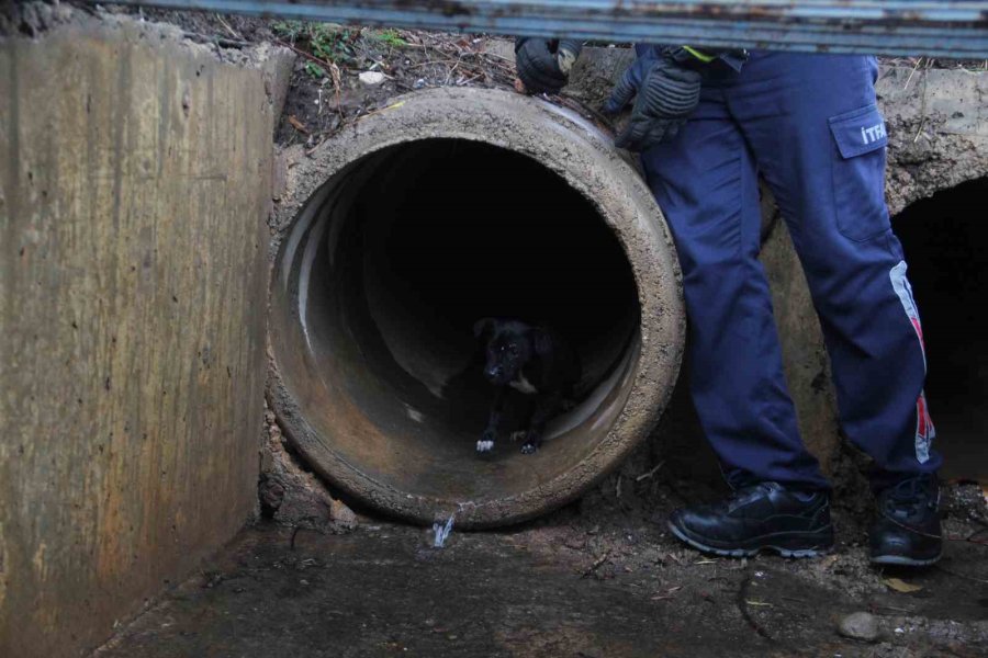 İtfaiye Erinden Su Borusundaki Köpeğe Kahramanca Kurtarış