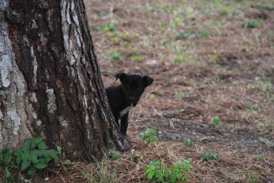 İtfaiye Erinden Su Borusundaki Köpeğe Kahramanca Kurtarış