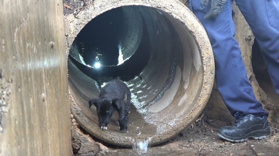 İtfaiye Erinden Su Borusundaki Köpeğe Kahramanca Kurtarış