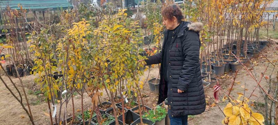 Eskişehir’de Fide Ve Fidan Satış Yerleri Denetleniyor