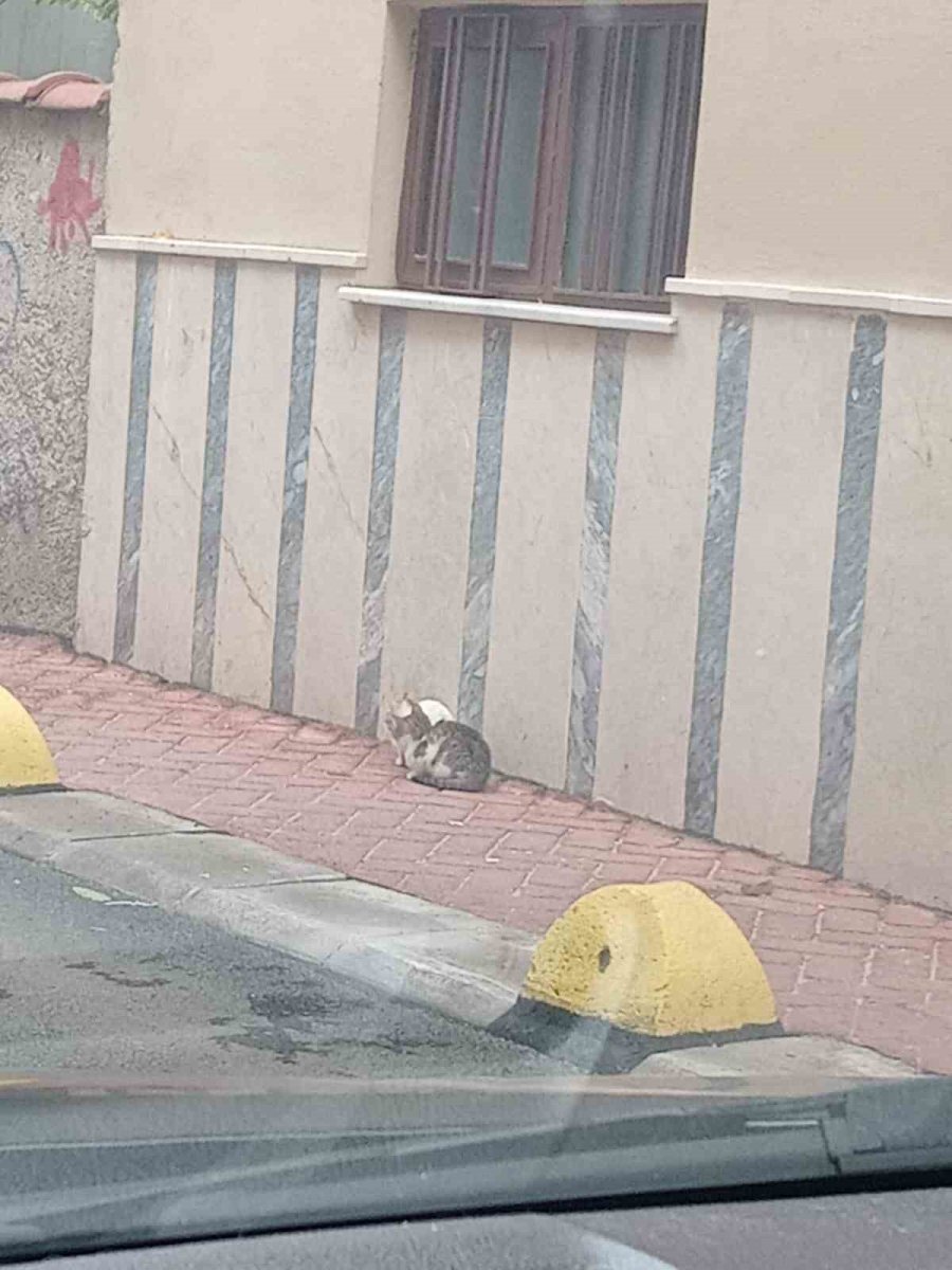 Hayvansever Vatandaşlara Yönelik Yazılı Uyarı Dikkat Çekti