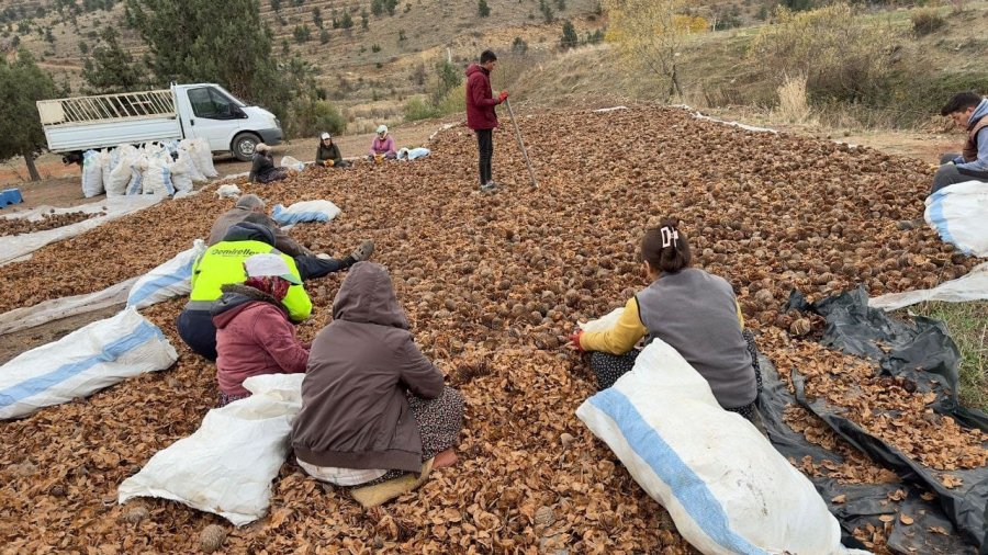 Mersin’de Yanan 20 Hektarlık Orman 6,5 Ton Sedir Tohumu İle Yeniden Canlanacak