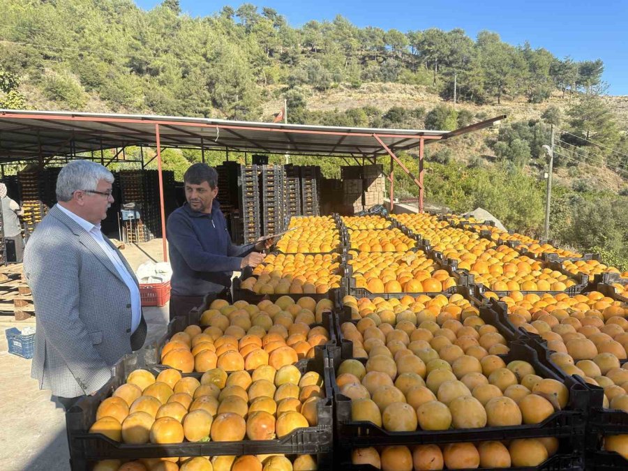 Trabzon Hurması Çiftçinin Yüzünü Güldürüyor