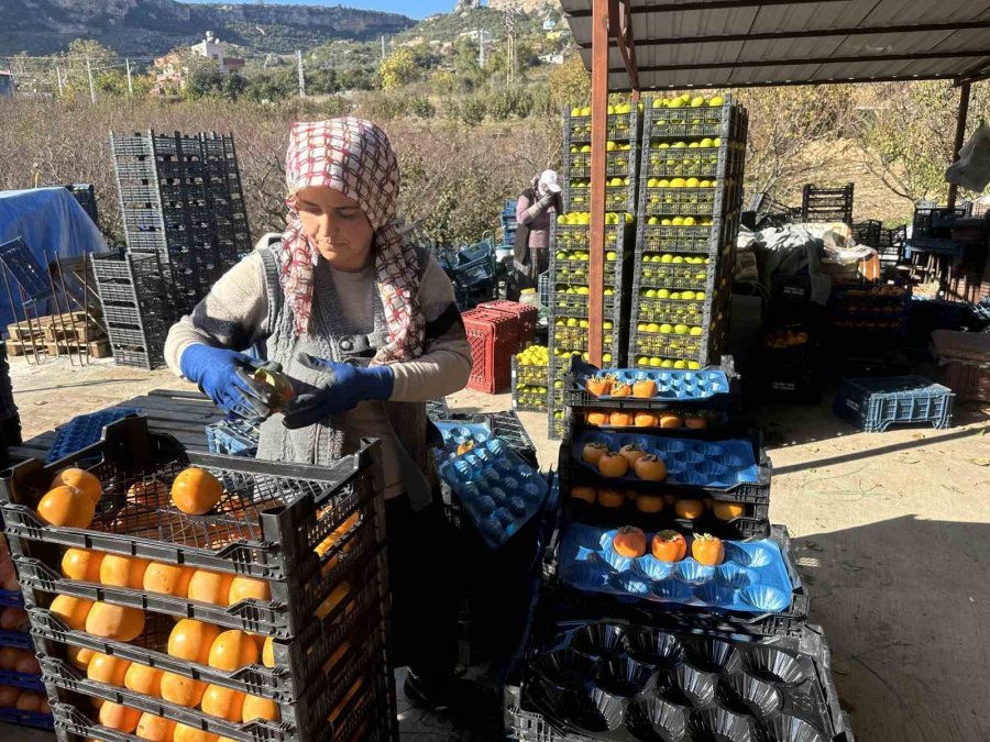 Trabzon Hurması Çiftçinin Yüzünü Güldürüyor