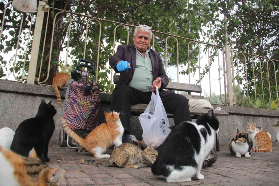 Sokak Kedilerinin ’kedici Babası’