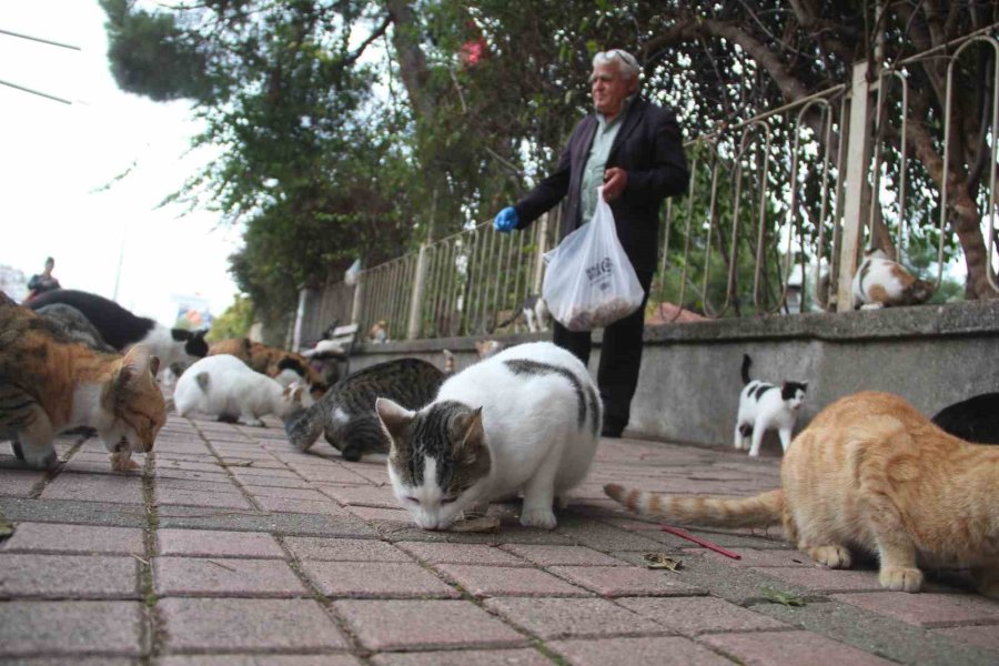 Sokak Kedilerinin ’kedici Babası’