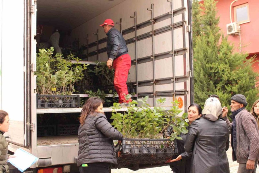 Elmalı’da Bin 300 Aronya Fidanı Dağıtıldı