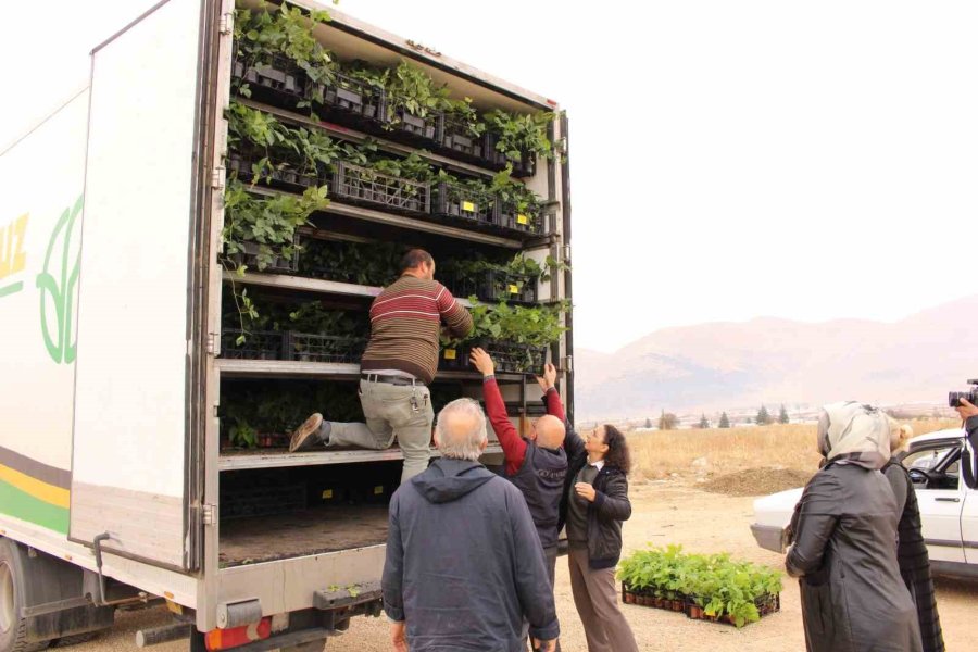 Elmalı’da Bin 300 Aronya Fidanı Dağıtıldı