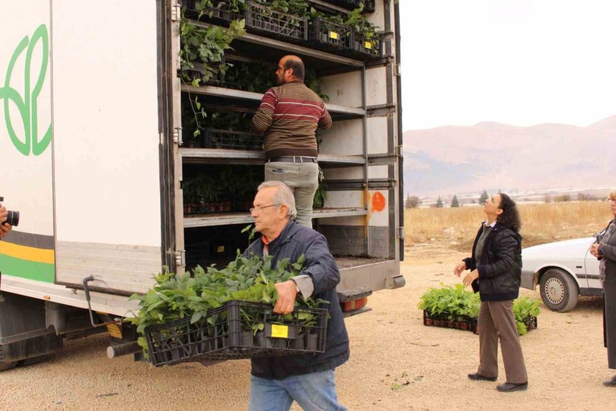 Elmalı’da Bin 300 Aronya Fidanı Dağıtıldı