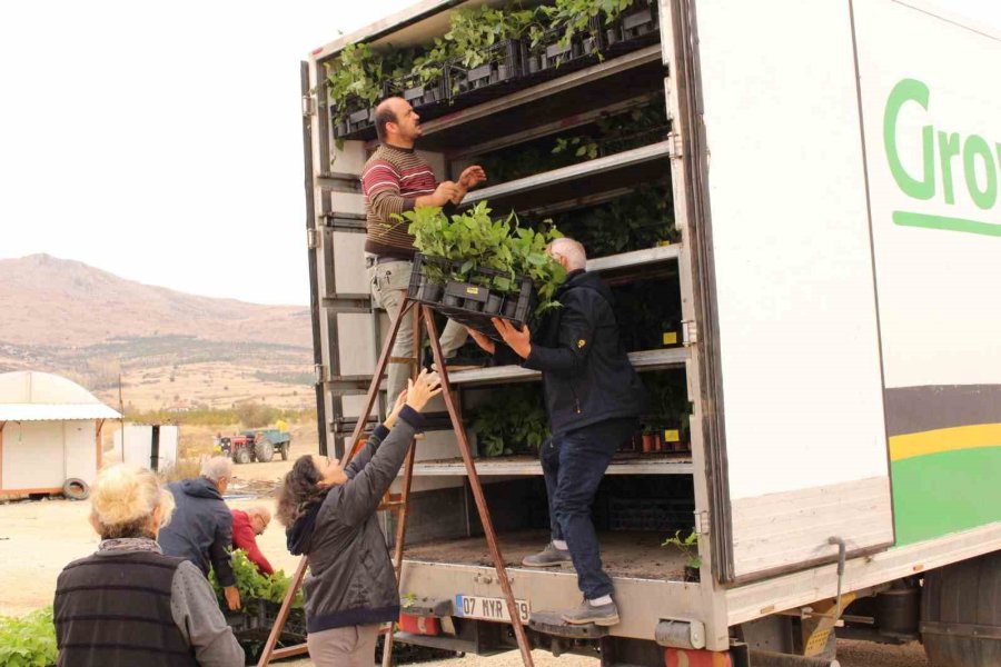 Elmalı’da Bin 300 Aronya Fidanı Dağıtıldı