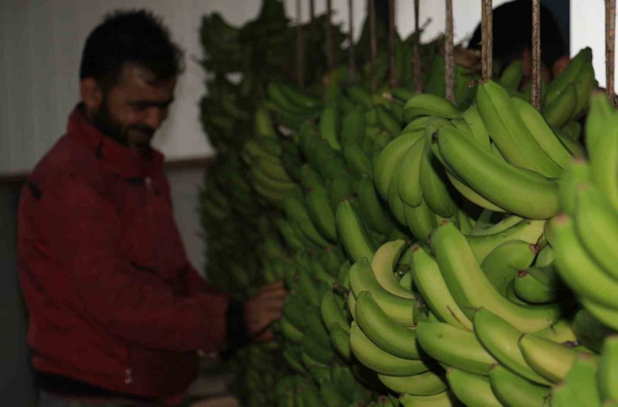 Muzda Hasat Sezonu Başladı, Bahçede 16-18 Tl