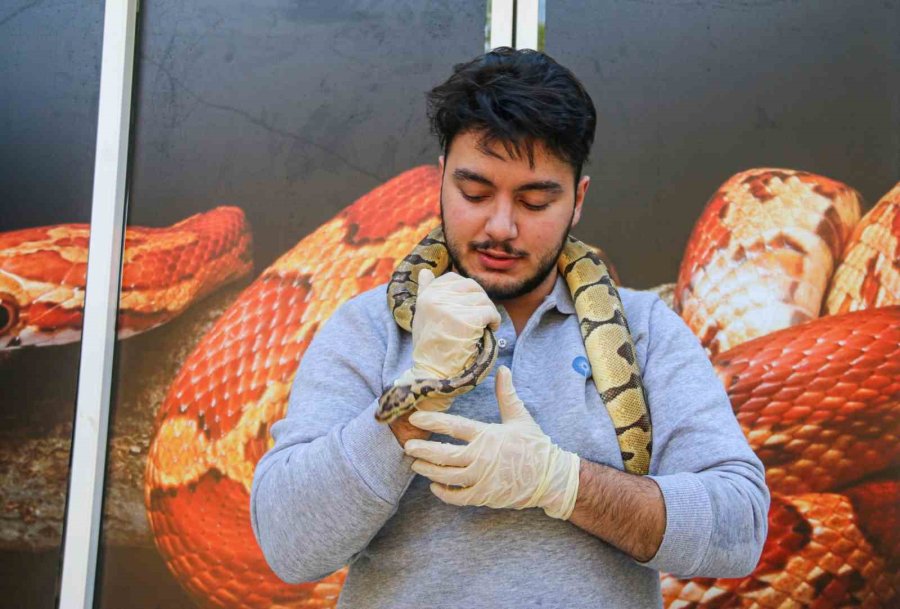 Mahalleye Korku Salan Kral Pitonunu Boynuna Dolayıp Seviyor