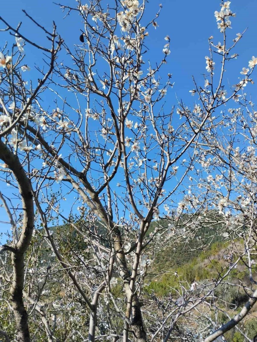 Badem Ağaçları Yalancı Bahara Aldandı