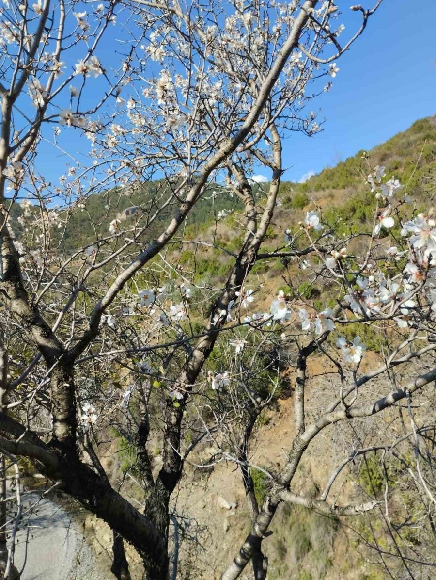 Badem Ağaçları Yalancı Bahara Aldandı