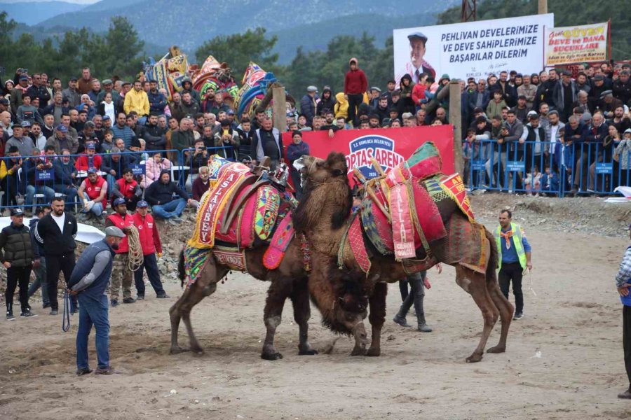 Antalya’da Develer Kıyasıya Güreşti