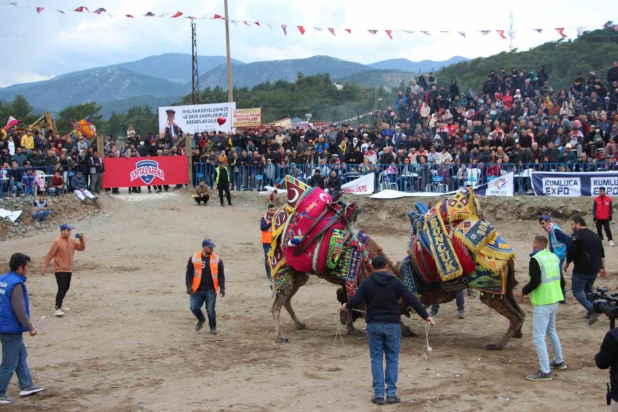 Antalya’da Develer Kıyasıya Güreşti