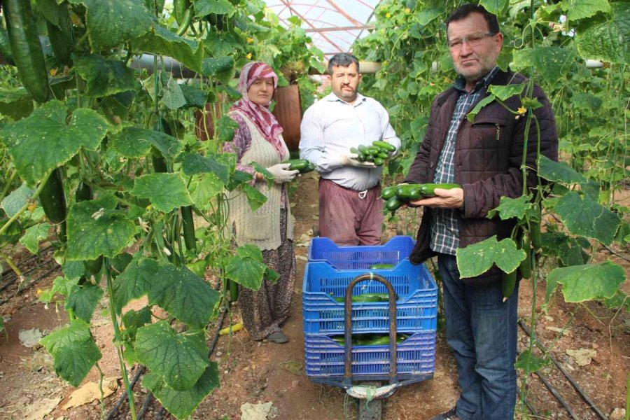 Salatalığın Büyükşehirlerde Yüksek Fiyattan Satılması Tartışmalara Yol Açtı