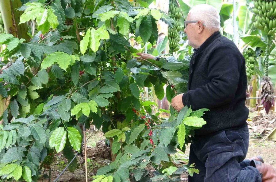 Kahve Ağacı Yetiştiren Mersinli Üretici İlk Ürünlerini Aldı