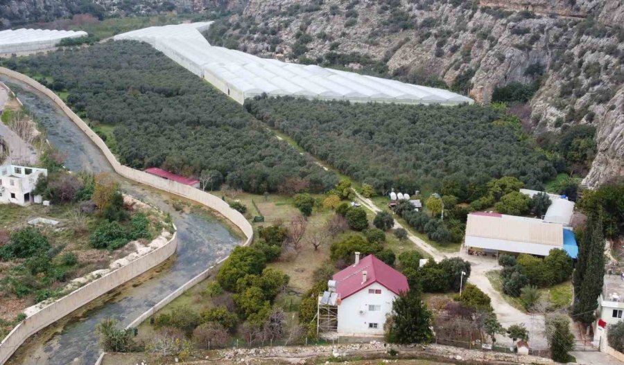 Kahve Ağacı Yetiştiren Mersinli Üretici İlk Ürünlerini Aldı