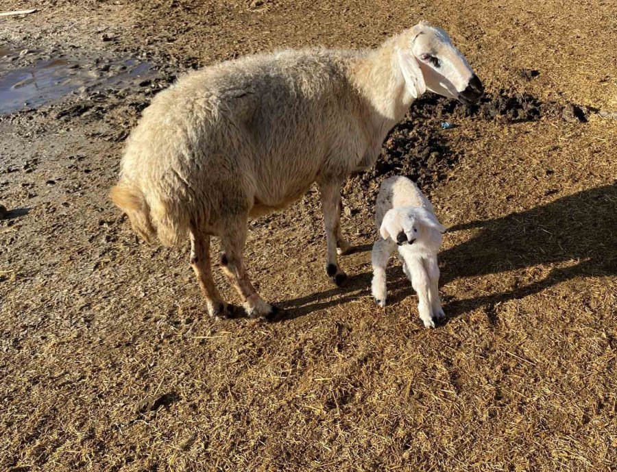 Çenesi Anormal Ve Sol Gözü Olmayan Kuzu, Sahibini Şaşkına Çevirdi