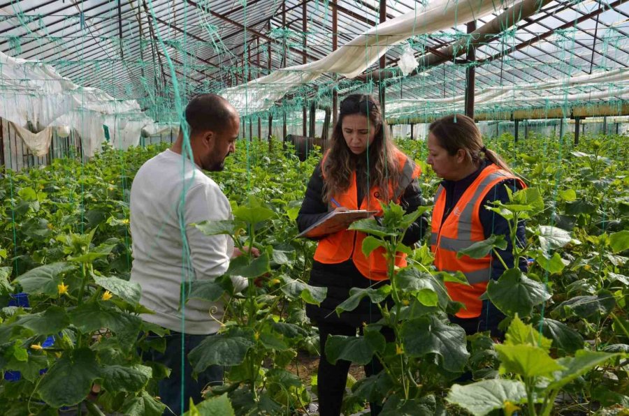 Alanya’da Dolu Yağışında Seraları Zarar Gören Üreticiye Naylon Desteği Verilecek